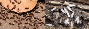 Como saber si tenemos termitas en casa?,..los signos y daños