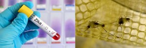 El Zika podría ser controlado por una bacteria matando al insecto, el zika es una enfermedad